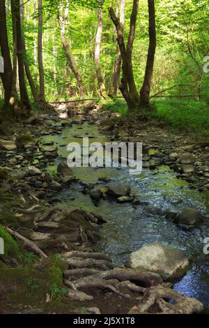 Kleiner Fluss in den Buchenwäldern der karpaten. Tiefer Wald im strahlenden Licht. Grüne Naturlandschaft an einem sonnigen Tag im Frühling Stockfoto