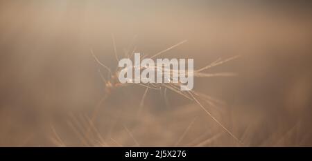 Stachelett von reifem Weizen auf dem Feld. Landwirtschaftliche Nutzpflanzen Stockfoto