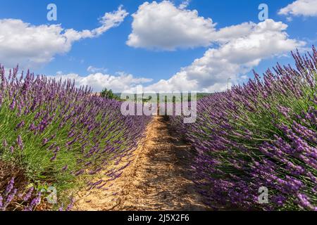 Lavendel Grosso Großzüchter und blüht stark im Sommer. Vaucluse, Provence, Frankreich Stockfoto