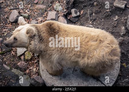 Schöner kleiner Bär in freier Wildbahn im Reservat. Stockfoto