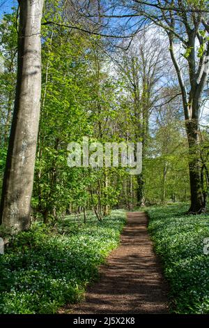 Eine Fülle von weißen Knoblauchpflanzen, die auf beiden Seiten eines Pfades in einem Wald in der englischen Landschaft wachsen. Stockfoto