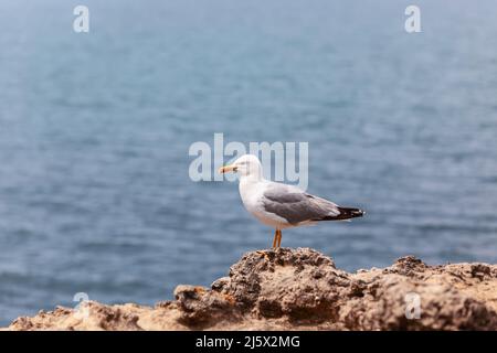 Die silberne einfarbige, gut gepflegte Möwe im Profil auf den Felsen der Biscay Bay vor dem Hintergrund des verschwommenen Meeres Stockfoto