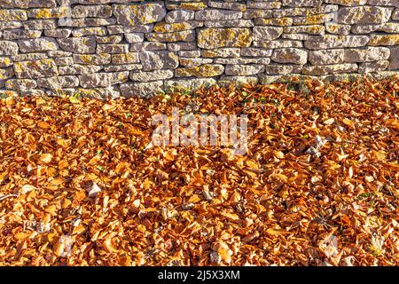 Herbst in den Cotswolds - Eine trockene Steinmauer und Buchenblätter in der Nähe der kleinen Stadt Minchinhampton, Gloucestershire, England Stockfoto