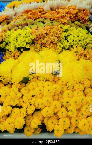 Leuchtend gelbe Blüten auf dem Display. Sortiment von Sorten von gelben Blumen auf dem Regal eines Blumenladens Stockfoto