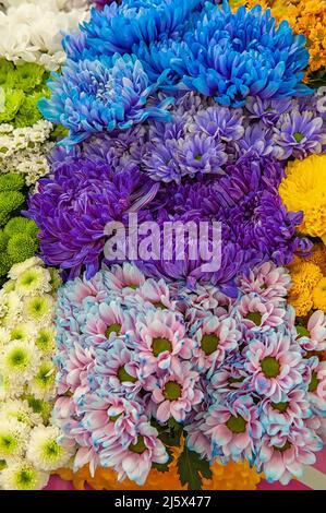 Leuchtend gelbe und blaue Aster- und Chrysantheme-Blüten auf dem Display. Sortiment von Sorten von gelben und blauen Blumen im Regal eines Blumenladens Stockfoto