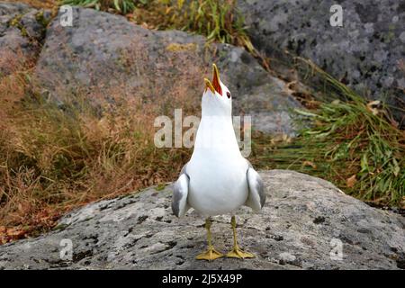 Gemeine Möwe, Larus Canus, erwachsener Vogel, der im Sommer auf einem Felsen in der Nähe der Küste steht und ruft. Stockfoto