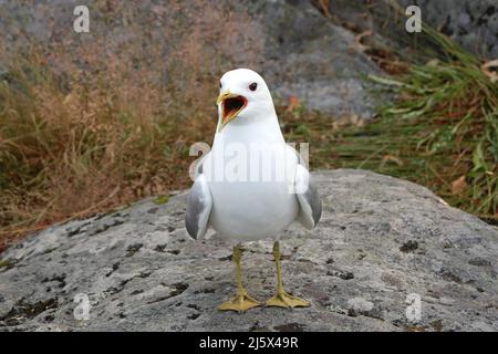 Gemeine Möwe, Larus canus, auf einem Felsen stehend und rufend. Stockfoto