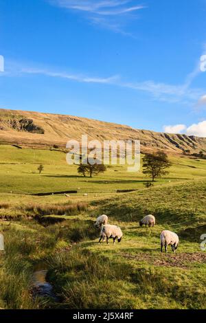 Schafe weiden in der Landschaft unterhalb Birkedale Common. Outhgill, Kirkby Stephen, Mallerstang Valley, Upper Eden Valley, Cumbria, England, Großbritannien Stockfoto