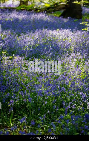 Sonnenlicht auf englischen Bluebells (Hyacinthoides non-scripta) blüht im Frühjahr in bluebelligen Wäldern, Hatchlands Park, Guildford, Surrey, Südostengland Stockfoto