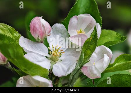 In einem Garten in Surrey, Südostengland, blüht der Apfelbaum im weißen Frühling und die rosa Knospen stehen in der Nähe eines Baumes mit Staubgefäßen und Pollen Stockfoto