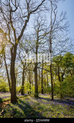 Englische Bluebells (Hyacinthoides non-scripta) blühen im Frühjahr in bluebell Wäldern, Hatchlands Park, Guildford, Surrey, Südostengland Stockfoto