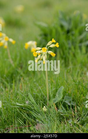 Primula veris. Kuhslip blüht im Frühjahr im Gras. VEREINIGTES KÖNIGREICH Stockfoto