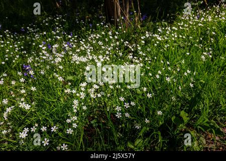 Großstitchwort (Stellaria holostea oder Rabelera holostea) wächst und blüht im Frühjahr in der Nähe von Guildford, Surrey, Südostengland Stockfoto