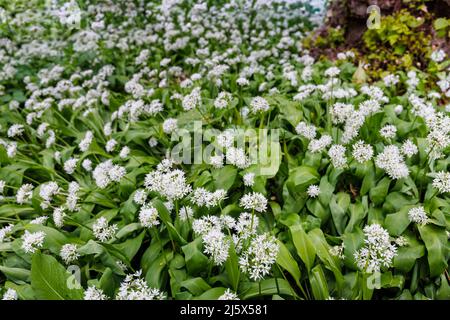Weißer Bärlauch (Allium ursinum) wächst und blüht im Frühjahr in der Nähe von Guildford, Surrey, Südostengland Stockfoto