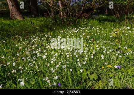 Großstitchwort (Stellaria holostea oder Rabelera holostea) wächst und blüht im Frühjahr in der Nähe von Guildford, Surrey, Südostengland Stockfoto