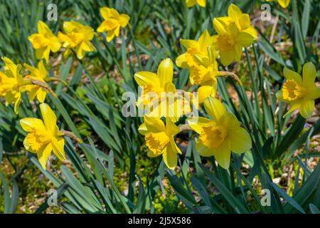 노란색 수선화 꽃밭 sonnenbeschienene Narzissen Gelbe Narzissen im Blumengarten ein Feld von gelben Narzissen, die von der Sonne beleuchtet Werden Eine gelbe Narzissenblume, die mit spr gefüllt ist Stockfoto