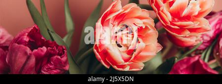 Wunderschöne Tulpen im Peony- und Papageienstil in der Vase auf dem staubigen rosa Hintergrund, Frühlingsferienkonzept, Bannergröße Stockfoto