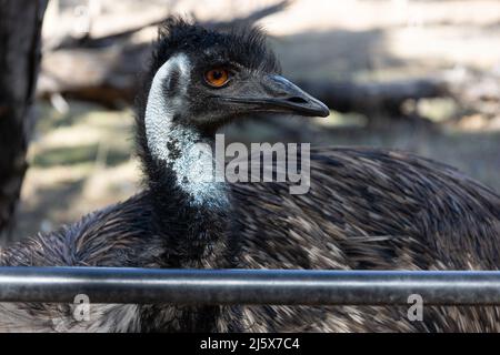 Australische EWU - Nahaufnahme einer ewu. Dieser große flugunfreie Vogel ist in Australien heimisch. Fotografiert in der Nähe von Adelaide, Südaustralien. Stockfoto