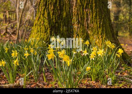 Wilde Narzissen entlang der Narzissen werden in der Nähe von Kempley im Wald von Dean Stockfoto