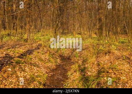 Wilde Narzissen entlang der Narzissen werden in der Nähe von Kempley im Wald von Dean Stockfoto