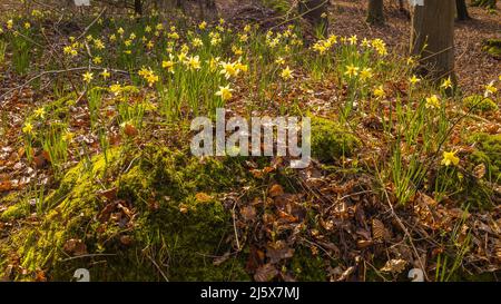 Wilde Narzissen entlang der Narzissen werden in der Nähe von Kempley im Wald von Dean Stockfoto