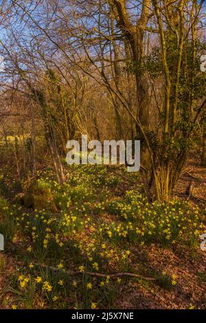 Wilde Narzissen entlang der Narzissen werden in der Nähe von Kempley im Wald von Dean Stockfoto