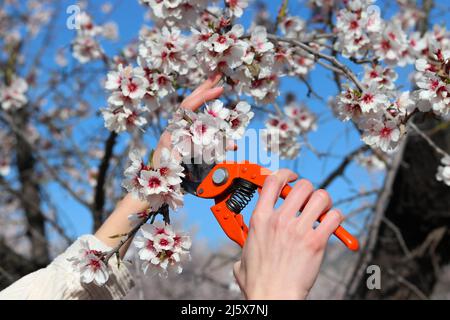 Die Hände der Frauen sind mit einer Schere aus der Nähe, die einen blühenden Mandelbaum unter blauem Himmel beschneidet Stockfoto