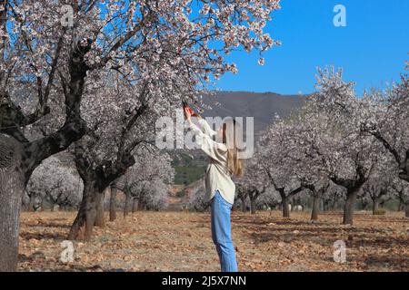 Junge Bäuerin, die in einem Mandelhain unter blauem Himmel blühende Bäume schneidet Stockfoto