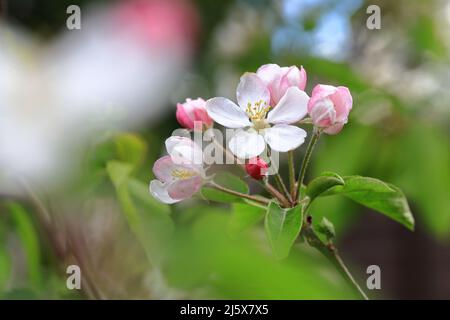 Apfelblüten im Frühling und Blüten auf dem Apfelbaum im Garten – selektiver Fokus auf Staubgefäße mit Bokeh-Hintergrund und Vordergrund Stockfoto