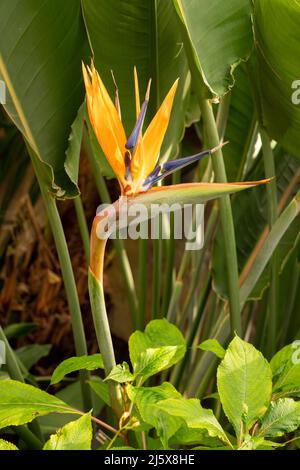 Bunt bunt gefärbte exotische, tropische Paradiesvogelpflanze. Strelitzia reginae, eine fantastische Feature-Pflanze. Hochformat. Stockfoto