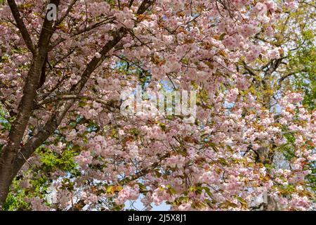 Hellrosa Kirschblüte, Prunus Shogetsu, ein kleiner Laubbaum Stockfoto