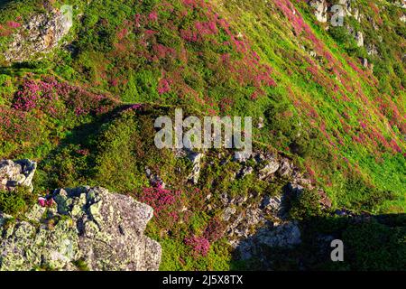 Karpaten im Sommer. Blühendes Rhododendron myrtifolium auf Felsen und Klippen. Maramures Mountains Region, Pip Ivan Peak, Ukraine. Stockfoto