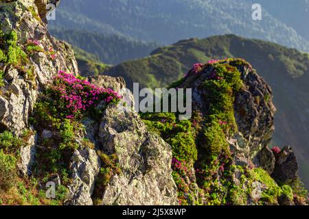 Karpaten im Sommer. Blühendes Rhododendron myrtifolium auf Felsen und Klippen. Maramures Mountains Region, Pip Ivan Peak, Ukraine. Stockfoto