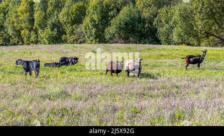 Schafe, Ziegen, schwarze Schweine auf der Weide. Gang Stockfoto