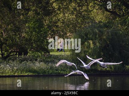 London, Großbritannien. 26.. April 2022. Eine Frau geht mit ihrem Hund, während stumme Schwäne über den See im St James's Park im Zentrum von London fliegen. Kredit: Vuk Valcic/Alamy Live Nachrichten Stockfoto