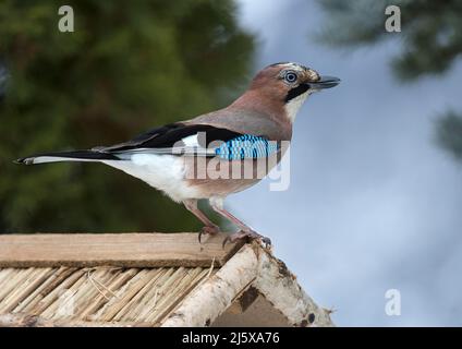 Eurasischer eichelhäher (Garrulus glandarius) auf einem Futterhäuschen im Winter, Wallis, Schweiz Stockfoto