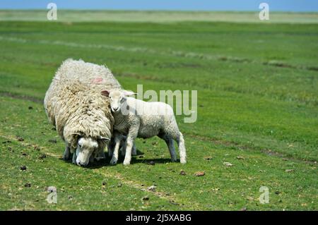 Texeler Schafe, Lamm, das das Muttertier umarmt, Nationalpark Schleswig-Holsteinisches Wattenmeer, Westerhever, Schleswig-Holstein, Deutschland Stockfoto