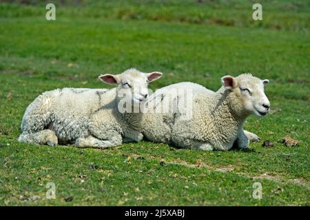 Zwei Lämmer der Texeler Schafrasse ruhen auf einer Weide im Sumpfgebiet, Nationalpark Schleswig-Holsteinisches Wattenmeer, Westerhever, Deutschland Stockfoto