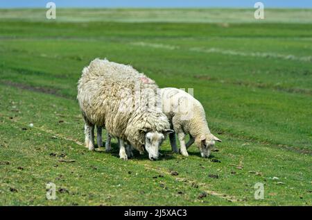 Texelschafe, Schaf mit Lamm auf der Weide im Sumpfgebiet, Nationalpark Schleswig-Holsteinisches Wattenmeer, Westerhever, Schleswig-Holstein, Deutschland Stockfoto