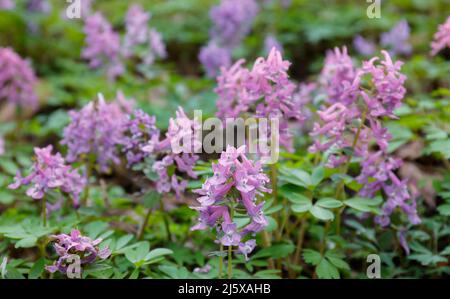 Der Boden im Wald ist mit Wildblumen übersät Stockfoto