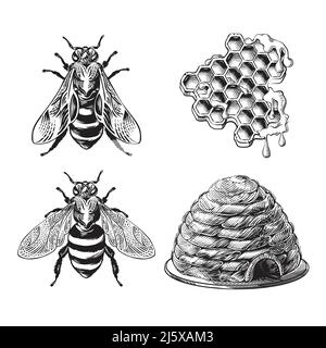 Set von Biene, Wespe, Waben und Bienenstock monochrome Zeichnung, Gravur Grafik, Bienenstock handgezeichnete Sammlung von Insekten Design-Element, retro sty Stock Vektor