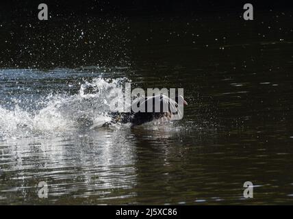 Ein eurasischer Ruß (Fulica atra) prallt in einem Park in Großbritannien auf einen anderen Ruß. Stockfoto