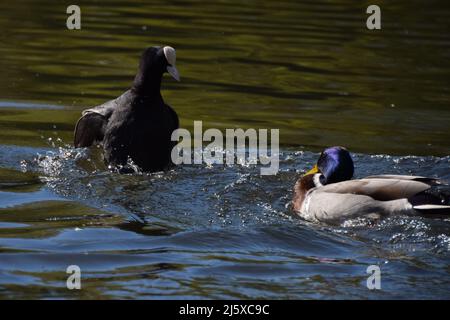 Ein eurasischer Ruß (Fulica atra) bekämpft eine Stockente in einem Park in Großbritannien. Stockfoto