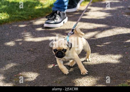 Der süße katzenfarbene Pug, auch Dutch Bulldogs genannt, hat ein faltiges, kurzes Gesicht und einen lockigen Schwanz an der Leine, um einen Spaziergang im Park zu genießen. Stockfoto