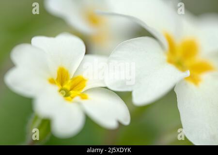 Primeln, Primula vulgaris, Nahaufnahme von Blumen Norfolk, März Stockfoto