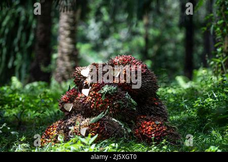 Bogor, Indonesien. 26. April 2022. Palmenfrüchte werden am Boden nach der Ernte auf einer Plantage in Bogor, West Java, Indonesien, am 26. April 2022 gesehen. Die indonesische Regierung hat kürzlich angekündigt, dass sie ab April 28 die Exporte von Rohölpalmöl (CPO) und seinen Derivaten aussetzen wird, um die Versorgung im Inland sicherzustellen. Als das größte Land der Welt, das Palmöl produziert, leidet Indonesien seit Ende letzten Jahres unter akuter Knappheit und hohen Preisen für Speiseöl, das hauptsächlich aus Palmöl stammt. Quelle: Veri Sanovri/Xinhua/Alamy Live News Stockfoto