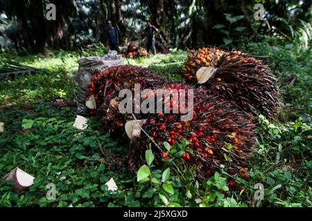 Bogor, Indonesien. 26. April 2022. Palmenfrüchte werden am Boden nach der Ernte auf einer Plantage in Bogor, West Java, Indonesien, am 26. April 2022 gesehen. Die indonesische Regierung hat kürzlich angekündigt, dass sie ab April 28 die Exporte von Rohölpalmöl (CPO) und seinen Derivaten aussetzen wird, um die Versorgung im Inland sicherzustellen. Als das größte Land der Welt, das Palmöl produziert, leidet Indonesien seit Ende letzten Jahres unter akuter Knappheit und hohen Preisen für Speiseöl, das hauptsächlich aus Palmöl stammt. Quelle: Veri Sanovri/Xinhua/Alamy Live News Stockfoto