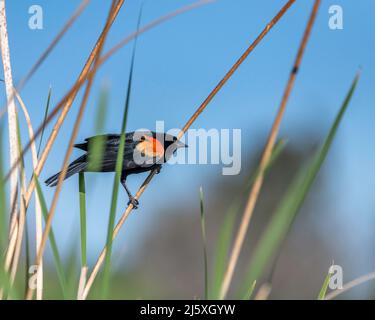 Ein männlicher Rotflügelvögel (Agelaius phoeniceus) steht auf Schilfgras im Sepulveda Basin Wildlife Reserve in Van Nuys, CA. Stockfoto