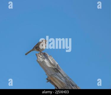 Eine weibliche Rotflügelrobbe (Agelaius phoeniceus) steht im Sepulveda Basin Wildlife Reserve in Van Nuys, CA, im Baum. Stockfoto