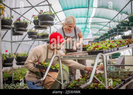 Baumschularbeiter kontrollieren Pflanzen im Gewächshaus Stockfoto